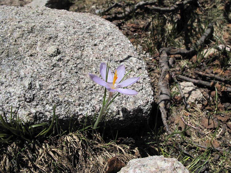 Crocus corsicus
